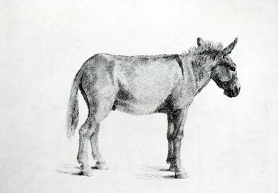 Asino 1766 da George Stubbs